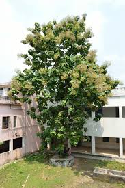 Image result for Tectona