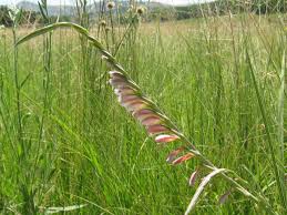 Image result for Gladiolus crassifolius