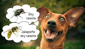 images?q=tbn:ANd9GcRIAWW84kv-eo5X-k040qY