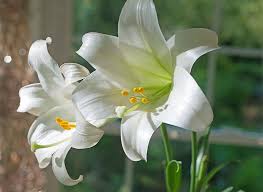 Petals can be just about any color from white to almost black, and everything in between. Easter Lilies 101 Carolina Country
