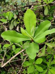 Image result for Euphorbia umbellata