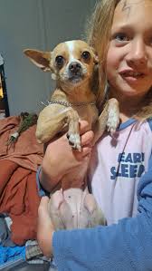 Found puppy at Landmark Baptist Church