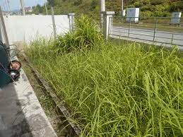 Maybe you would like to learn more about one of these? Rumah Corner Lot Untuk Di Potong Rumput Seri Iskandar Facebook