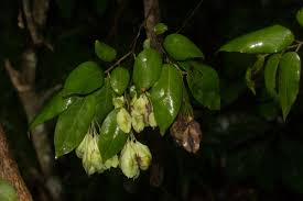 Image result for Pteleopsis