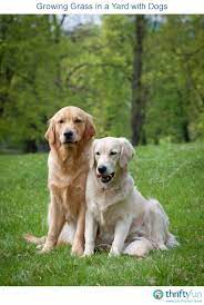 Growing Grass In A Yard With Dogs Dog Backyard Growing Grass Dog Spaces