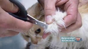 Kedi Tirnagi Nasil Kesilir Hayvanlaraleminde Com