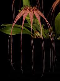 Image result for Bulbophyllum cochleatum