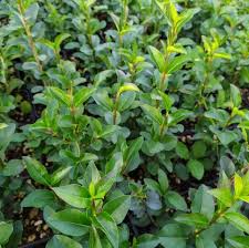 Image result for ligustrum ovalifolium