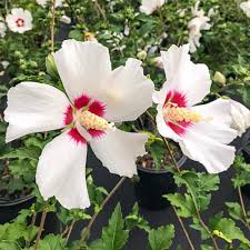 Hibiscus white is a plant genus that are characterized by astonishing beautiful flowers. Hibiscus White Nursery Kart Online Plants India