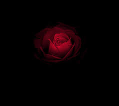 Red, black, flowers wallpaper (photos, pictures). Black And Red Flower Wallpapers Top Free Black And Red Flower Backgrounds Wallpaperaccess