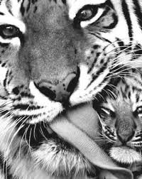 Black And White Tiger Picture We Ve Gathered Our Favorite Ideas For Black And White Tiger Tumblr Nature Pinterest So Explore Our List Of Popu In 2020 Animals Black And White Tiger Tumblr Pet Tiger