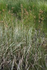 Image result for Cladium mariscus