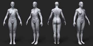 All of these things can lead to long term back pain (and chronic complaining!). Anatomy Female Tool Reference For Artists On Cubebrush Co Female Anatomy Figure Drawing Female Female Anatomy Reference