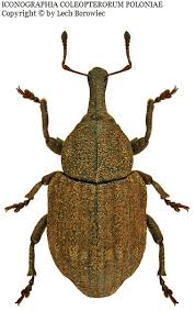 Image result for Plinthus