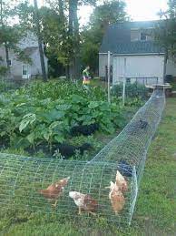 Maybe you would like to learn more about one of these? 57 Best Reban Ayam Ideas Reban Ayam Reban Halaman Belakang