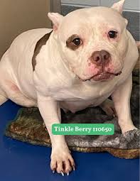 Richmond Animal Care...