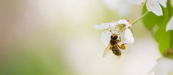 Many of us do not have much space for gardens, or, because of our busy lifestyles we do not have the time to maintain them. Production Of Bee Friendly Insecticide To Remain In Australia The Permaculture Research Institute
