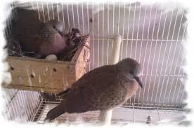 We did not find results for: Cara Ternak Perkutut Agar Cepat Bertelur Menghasilkan Anakan Ekor9 Com Ekor9 Com