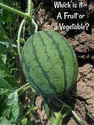 Is watermelon a fruit or vegetable. Watermelon Facts Sunlight Needs Varieties Trivia And Questions