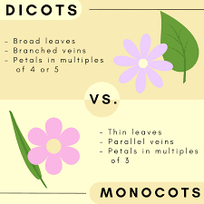 How Do Seeds Germinate? Monocots vs. Dicots - Owlcation