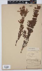 Image result for Orthochilus milnei