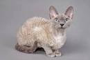 German Rex Cat Breed Information and Pictures - PetGuide