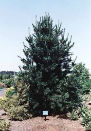 Pinus flexilis, commonly called limber pine, is primarily found in 'vanderwolf's pyramid' is an upright, pyramidal tree with closely spaced, twisted, silvery blue green needles. Pinus Flexilis Vanderwolf 039 S Pyramid Vanderwolf 039 S Pyramid Limber Pine Conifer Trinomial American Conifer Society