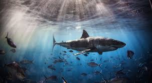 Ay lil timmy you ain gonna look up da definishin of shawrk becu you saw tha shi on th definitshin of urb dic right lil squart? Sharks