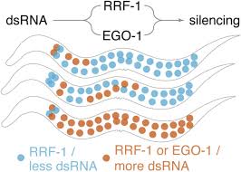 Dsrna is double stranded rna which means two strands of rna are wound together. Gene Silencing By Double Stranded Rna From C Elegans Neurons Reveals Functional Mosaicism Of Rna Interference Biorxiv