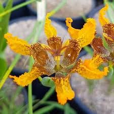 Image result for Ferraria welwitschii