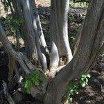 Image result for Obetia tenax