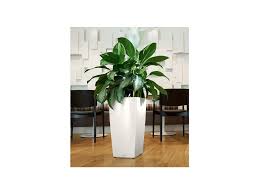 Cubico Lechuza Inteligentne Kvetinace Vyberte si z vysoko lesklých alebo metalických povrchov lechuza premium, imitácie ratanu lechuza cottage, alebo z matných farieb lechuza color. cubico lechuza