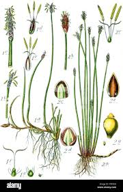 Image result for Cyperus rigidifolius