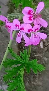 Image result for Geranium ocellatum