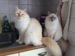 Lorien 3 Ans Birman Red Tabby Et Freya 2 Ans Birman Lilas Point Cat Breeds Gorgeous Cats Cats