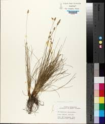 Image result for Abildgaardia ovata