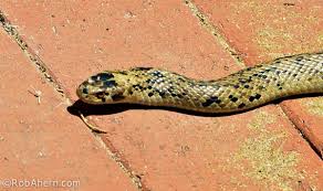 The local nyungar name for the dugite is dobitj. Dugite Pseudonaja Affinis