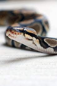 Snake Pet Snake Snake Cute Snake
