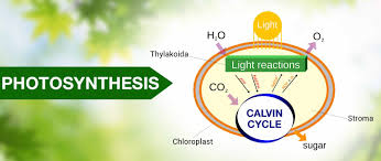 Photosynthesis in green plants or reaction between h2 and cl2 to form hcl. Photochemical Reaction Definition Theoretical Concepts