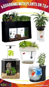 Beautiful Self Cleaning Aquaponics Tanks With Plants On Top For Betta Fish Aquaponics Betta Tank Betta Fish