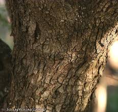 Image result for Searsia pyroides