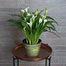 To ensure you can make the most of your plant follow the guide below, and help keep your calla lily looking beautiful for longer! Calla Lily In 7 Metal Cachepot White Flower Farm