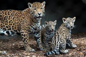 Houston Zoo S Baby Jaguars Are Already Stealing Hearts Beyond Cute Cubs Could Convert Even An Animal Hater