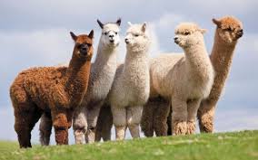 Camel is a domestic animal and also a source of food and textile when kept as livestock. The Camelids Of Peru Enigma Blog
