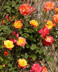 One is sure to look amazing climbing your garden wall or trained against a trellis. Joseph S Coat Large Flowered Climbing Rose Climbing Roses Climbing Roses Trellis Josephs Coat Rose
