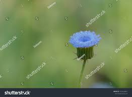 Image result for Crassocephalum rubens