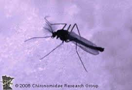 Image result for Diptera