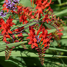 It produces beautiful clumps of erect pleated leaves and brilliant wands of fiery scarlet red tubular flowers which bloom for several weeks from mid to late summer. Lucifer Crocosmia Crocosmia Lucifer In Milwaukee Racine Waukesha Green Bay Oconomowoc Wisconsin Wi At Stein S Garden Home