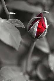 Beautiful Black And White Photography With Color Splash Every Rose Is Beautiful Guller Siyah Beyaz Fotografcilik Resim