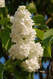 Pin By Peggy On Buds Blooms Lilac Flowers Pretty Flowers White Flowers